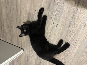 Britisch Kurzhaar Katzen 