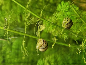 Zebra-Apfelschnecken (Asolene spixi) zu verkaufen  Bild 4