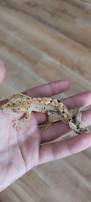 kronengecko 1.0 ink spot Crested gecko 