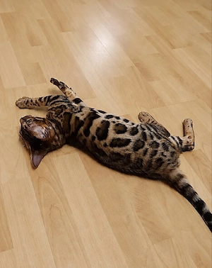 Bengal Kitten Bengalkatze Brown Rosetted Zauberhaft Bild 5