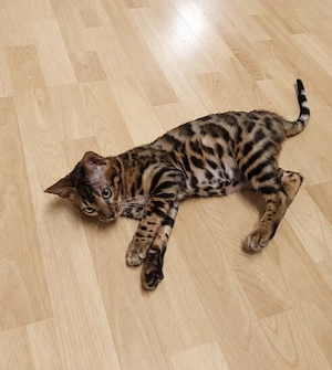 Bengal Kitten Bengalkatze Brown Rosetted Zauberhaft Bild 6