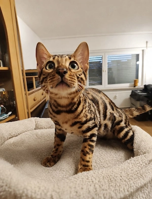 Bengal Kitten Bengalkatze Brown Rosetted Zauberhaft Bild 4