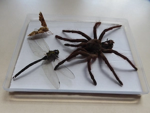 Vogelspinne Insekten Libelle Bild Diorama Spinne Exuvie Präparat Bild 5