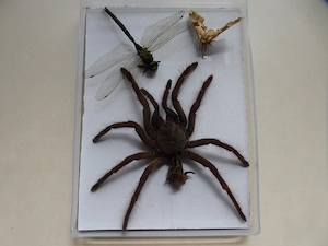 Vogelspinne Insekten Libelle Bild Diorama Spinne Exuvie Präparat