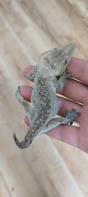 axanthic kronengecko Männchen Crested gecko 