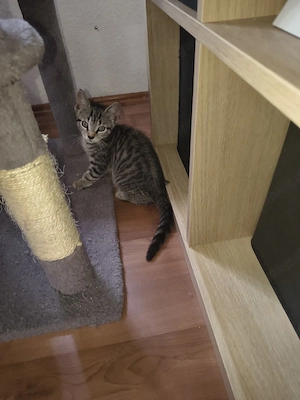 Männliche Kitten abzugeben!!