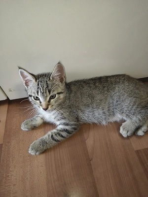 Männliche Kitten abzugeben!!