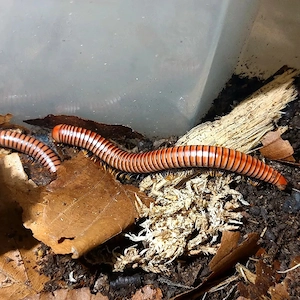 tausendfüßer millipede myriapoda 