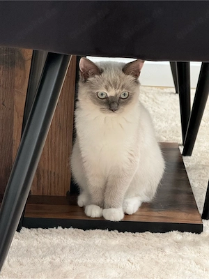 Liebe 5 Monate alte Katze Nala sucht ein neues Zuhause