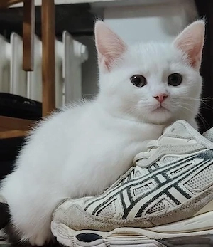 Süße Katze sucht ein neues Zuhause! 