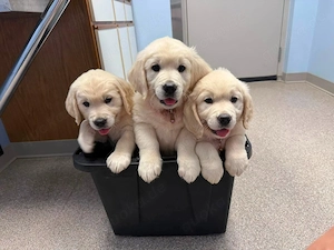 Wunderschöne Golden-Retriever-Welpen   12 Wochen alt   Abgabebereit