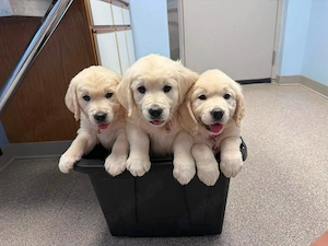 Wunderschöne Golden-Retriever-Welpen   12 Wochen alt   Abgabebereit