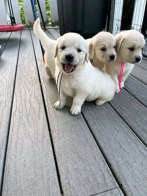 Golden-Retriever-Welpen suchen ein liebevolles Zuhause