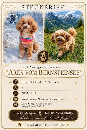 Traumhafter kl Zwergpudel Pandafarben steht zum Decken bereit! 