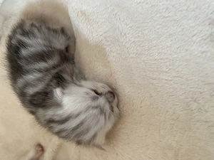 1 Kater bkh  reinrassig ab Ende September abzugeben 