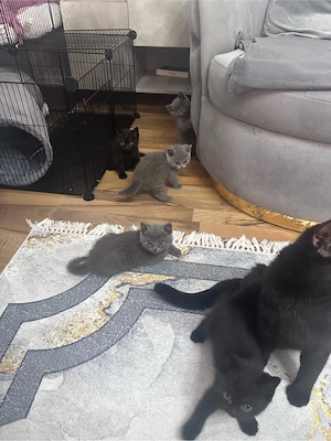 Britischkurzhaar mischlings kitten suchen eine liebevolle familie