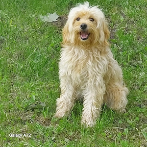 Mini Goldendoodle Deckrüde steht für Ihre Hündin zum Decken zur Verfügung! 