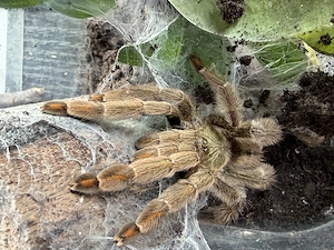 Psalmopoeus cambridgei 