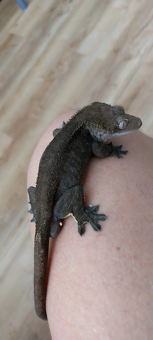 kronengecko Männchen axanthic zucht tier 