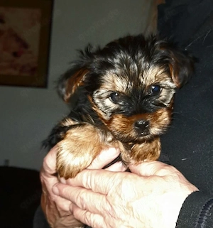 Weiblicher Yorkshire Terrier sucht ein gutes Zuhause.