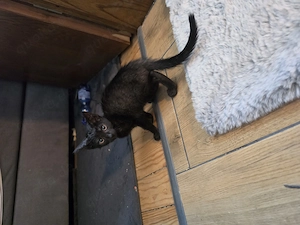 Katzen Babys 13 wochen
