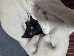 Katzen Babys 13 wochen