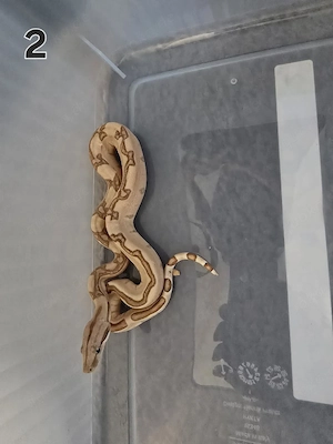 Boa Constrictor Imperator Labyrinth 0.0.1