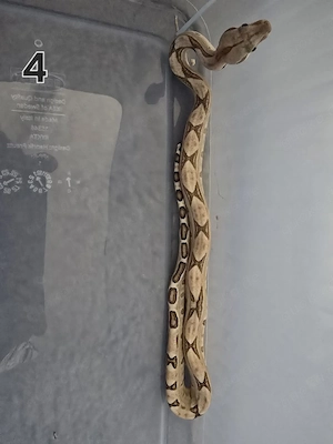 Boa Constrictor Imperator Labyrinth 0.0.1