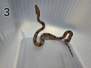Boa Constrictor Imperator Hypo 0.0.1