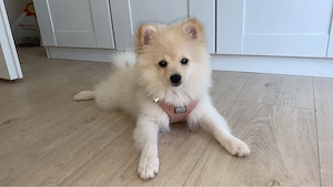 Mit schwerem Herzen suchen wir für unsere kleine Prinzessin ein liebevolles Zuhause     