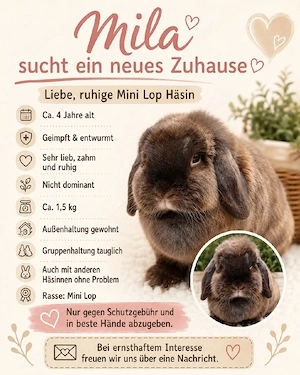 Mini Lop Häsin 2 j. und 1-4 j. geimpft Zwergwidder Kaninchen Hase widder Schlappohr 