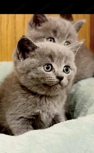 babykatzen BKH Kitten 