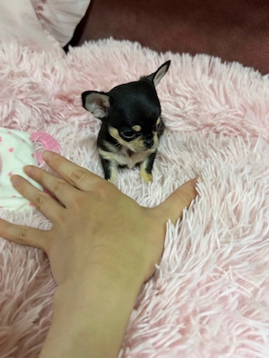 Mini Chihuahua Rüde 