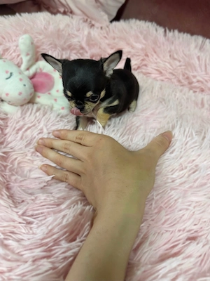 Mini Chihuahua Rüde 