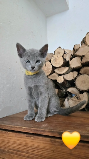 Russisch Blau Kitten mit Stammbaum aus Bayern