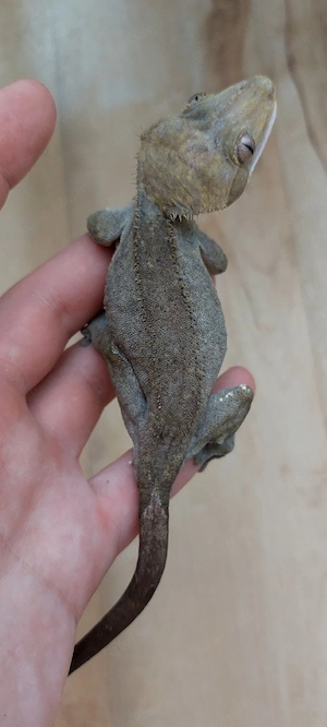 axanthic kronengecko Weibchen zucht tier Crested gecko 