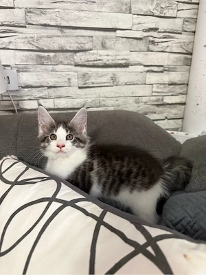 2 Maine Coon Kitten Mädchen 