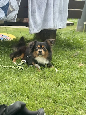 Hund sucht dringend neues Zuhause 