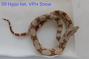 Boa imperator Jungtiere abzugeben! Kaiserboa Männchen und Weibchen!