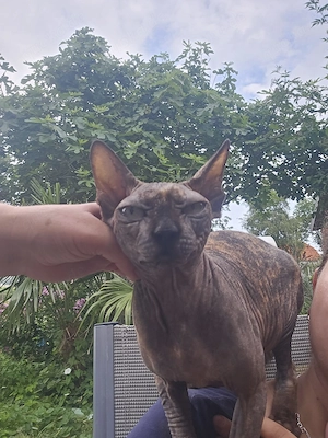Sphynx Weibchen 4 Jahre alt 