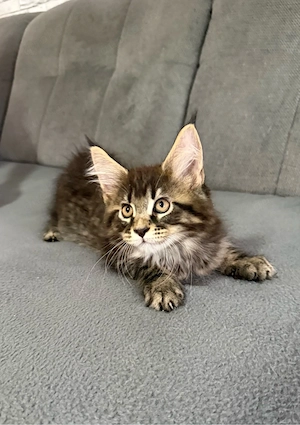 4 Maine Coon Kitten