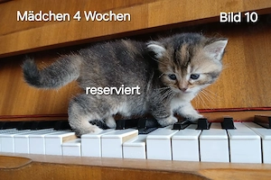 Süße kätzchen suchen ein zuhause