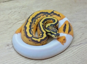 Königspython 0.1 OD Hypo Pied nz26