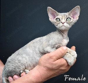 Devon Rex Kitten, nachweislich gesund, reinrassig, in Deutschland geboren .