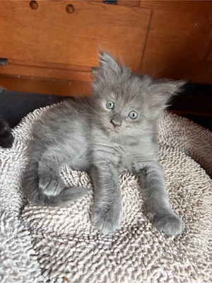 2 kleine Maine Coon Mischlingsmödels suchen ein neues Zuhause 