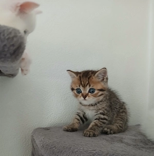 Süße Katzen abzugeben 