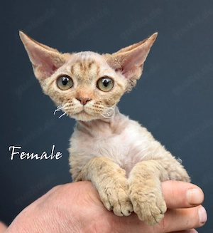 Kitten Devon Rex reinrassig mit Stammbaum .