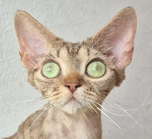 Exklusive Devon Rex Kitten mit Stammbaum   liebevoll aufgezogen ( weiblich und männlich)