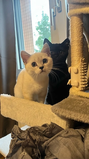 schwarze und weiße BKH Kitten