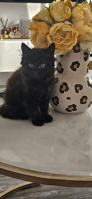Liebevolles schwarzes Kitten sucht sein Für-immer-Zuhause 